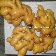 Grade A fresh ginger in china(100-350g)