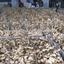 Grade A china  whole   dry   ginger (200-300g)