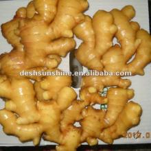 New crop Grade A fresh ginger from china