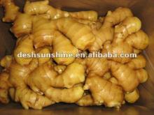 New Crop Grade A chinese  fresh   fat   ginger 