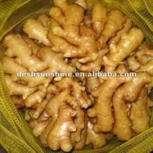 Grade A chinese  young   fresh   ginger (100-350g)
