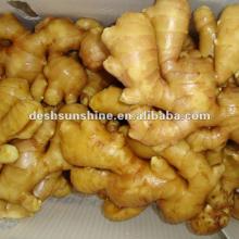 Grade A chinese  fresh   china   ginger (100-350g)