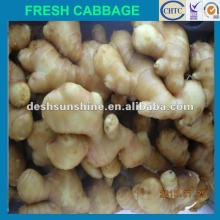  2012  New crop Grade A price of fresh  ginger 