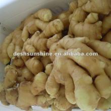  New  Crop Chinese Grade A  new  ginger(100-350g)