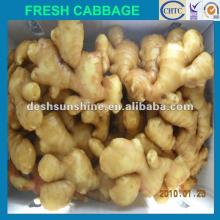 New crop Grade A china specification fresh ginger