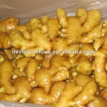 The best ginger price 2012 ,good quality,cheap one