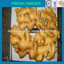 New crop Grade A chinese fresh ginger(150--300G)