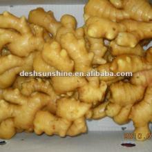 New crop Grade A yellow  high   quality   ginger (100-350G)