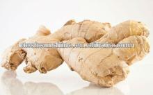 fresh Chinese Ginger price