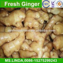 Grade A china  best   price   fresh   ginger (good quality,cheap  price )
