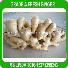 New Crop Grade A  fresh   ginger  for  sale (good quality,cheap price)