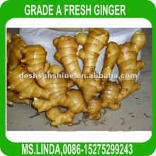 Grade A best price fresh ginger(good quality,cheap price)