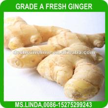 Grade A china best fresh ginger(good quality,cheap price)