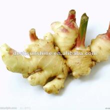 fresh ginger for sale