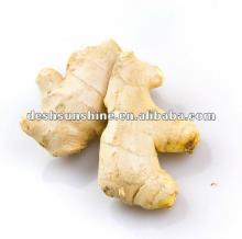 New crop fresh young ginger from China