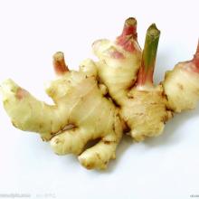 Export new crop fresh ginger from China