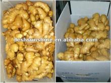 Export 2012 new crop varieties of ginger
