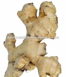 new crop fresh ginger from China for sale