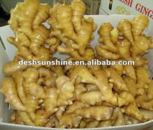 Export 2012 new crop fresh ginger price