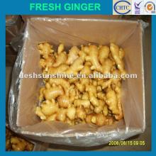 2012 New crop Grade A chinese fresh ginger export