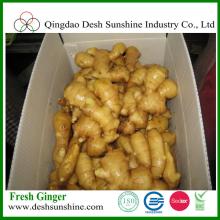 fresh China ginger for sale