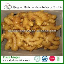 fresh ginger exporter, market price for ginger