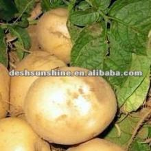 2012 new crop chinese potato price for sale
