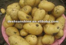 2012 new crop types of potatoes price for sale