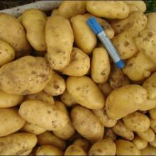 Chinese Hot Sale 2012 New Crop Potatoes