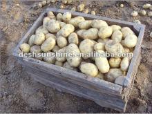 (2012 new)chinese delicious fresh potato