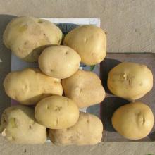 Grade A 2012 New Crop Potatoes From China