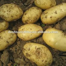 2012 New Crop Grade A  Chinese   potato (100-250g)