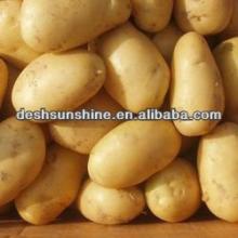 2013 new crop fresh holland potato