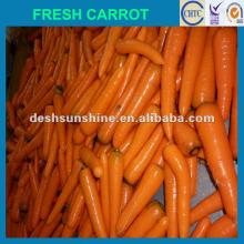 2012 New Crop Grade A china export fresh carrot