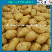 2012 New Crop Chinese yellow potato(100-200g)