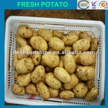 Grade A Chinese Holland potato 2012 new crop (100-200g)