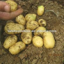 New Crop Grade A Chinese the best fresh potato price 2012