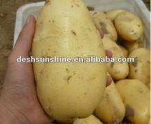 2012 New Crop Grade A Fresh long Potato(good quality,cheap price)