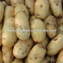 2012 New Crop Grade A fresh Chinese potato price(100-250g)