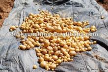 Hot Sell  2012   Fresh  Potato