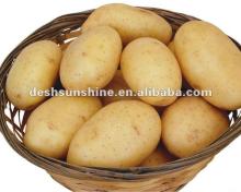Sell 2012 Fresh Potato