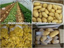 All types of potatoes