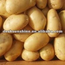 China Potato in 10kg Mesh Bag