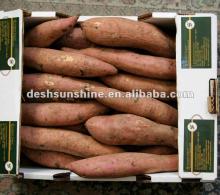 Hot sale  sweet   purple   potatoes 