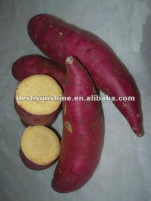 Export 2012 new crop fresh sweet potato