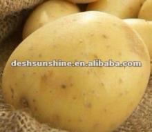 Export 2012 new crop all types of potatoes