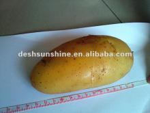 Export 2012 new crop fresh potato market price