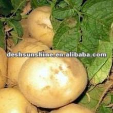 Export 2012 new crop fresh potato specifications