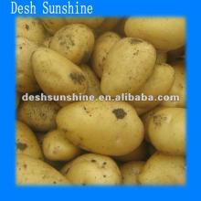 2012 new crop  yellow  potato specification price for sale