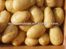 export 2012 new crop fresh potato production for sale